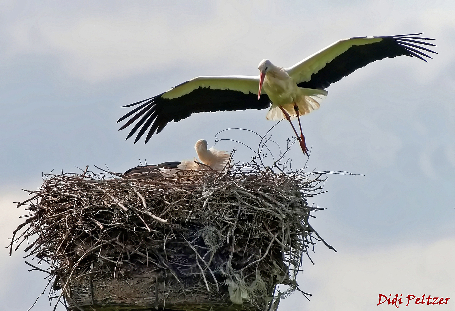 Storch im Anflug auf das Nest ...
