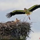 Storch im Anflug auf das Nest ...