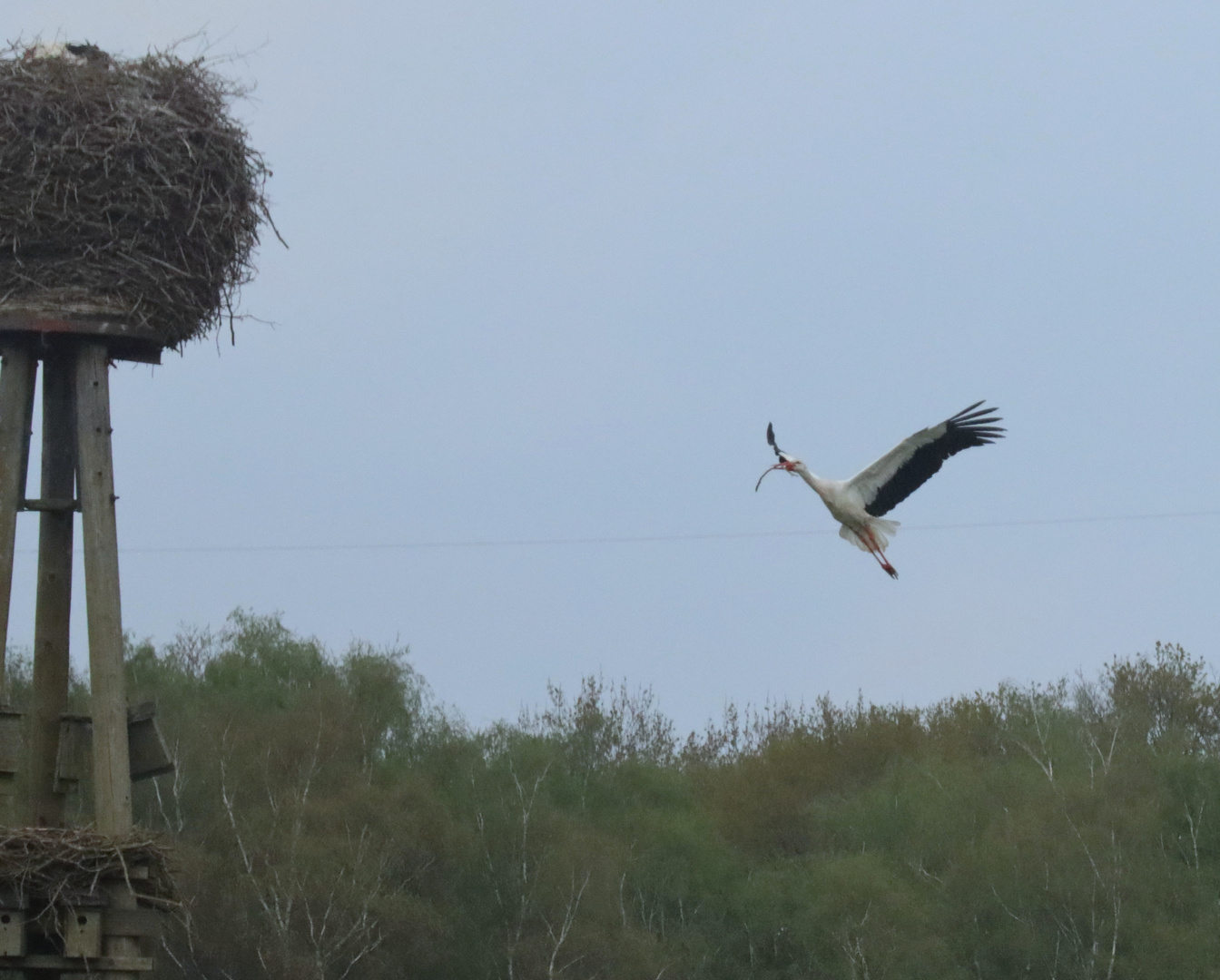 Storch im Anflug auf das Nest mit Baumaterial