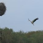 Storch im Anflug auf das Nest mit Baumaterial