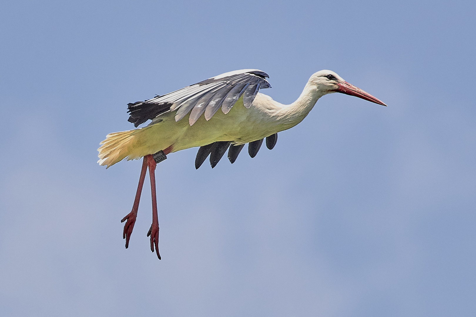 Storch im Anflug auf sein Nest