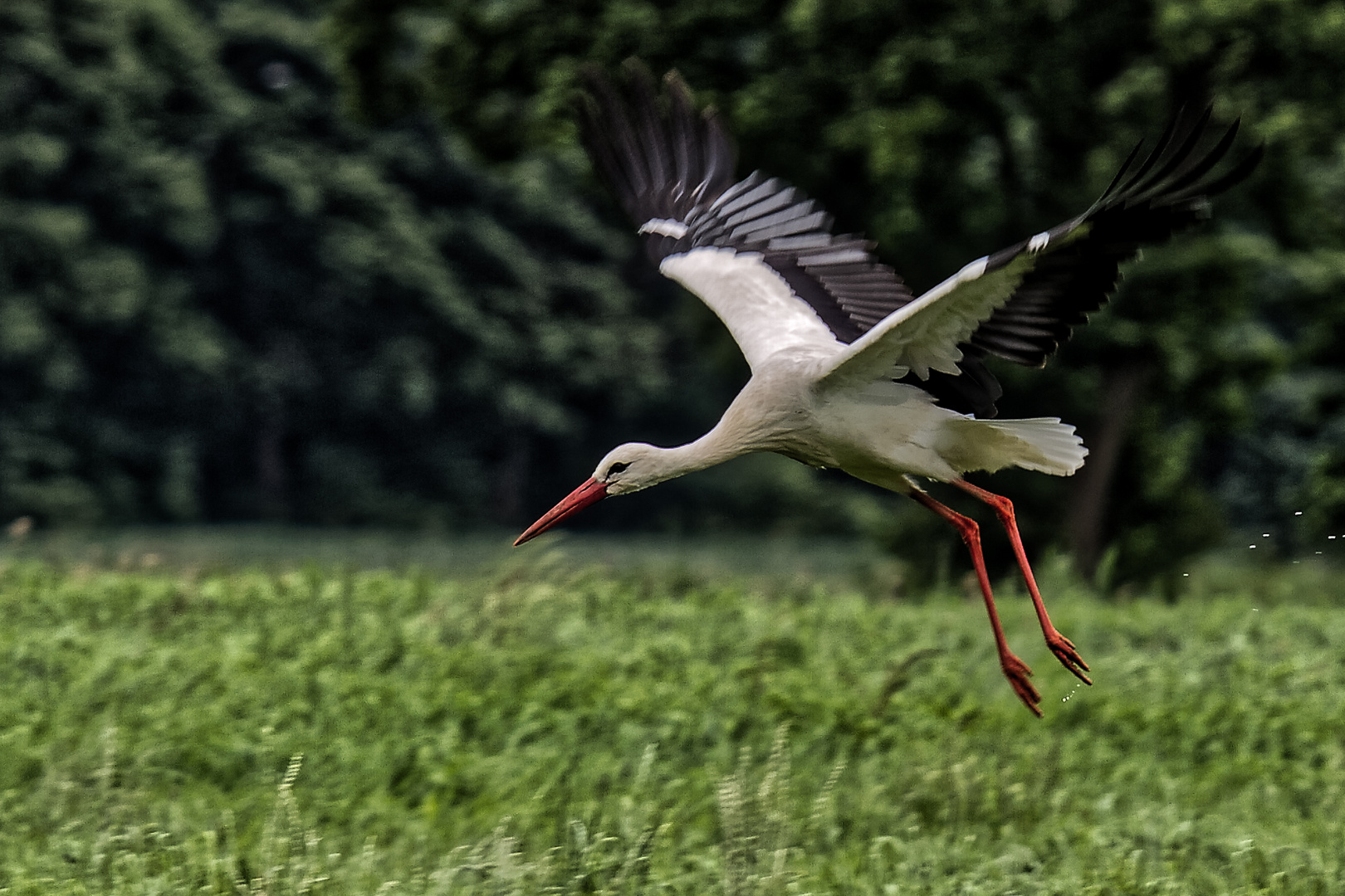 Storch im Anflug auf Tarmstedt