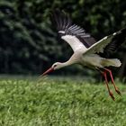 Storch im Anflug auf Tarmstedt