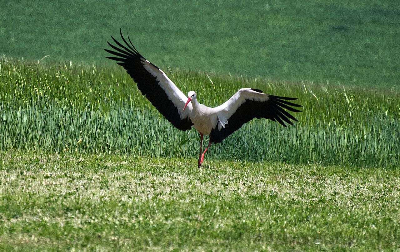 Storch im Anflug bei Stopfenheim