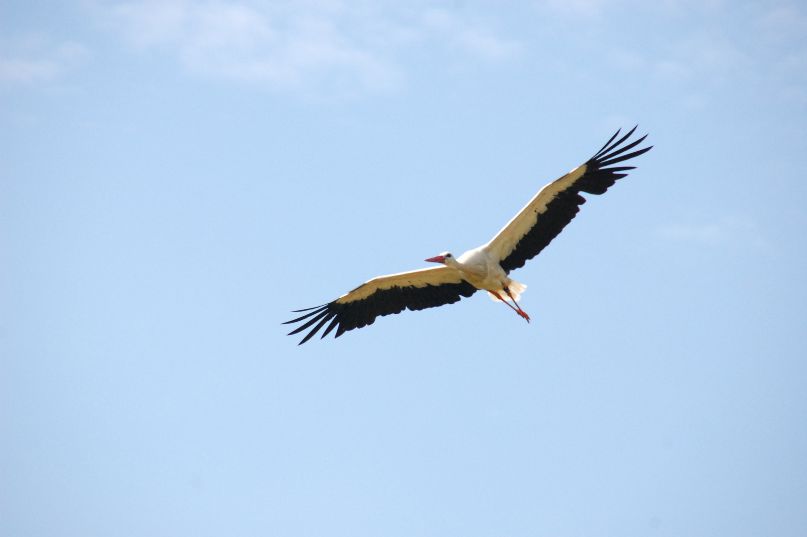 Storch im Anflug