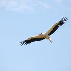 Storch im Anflug