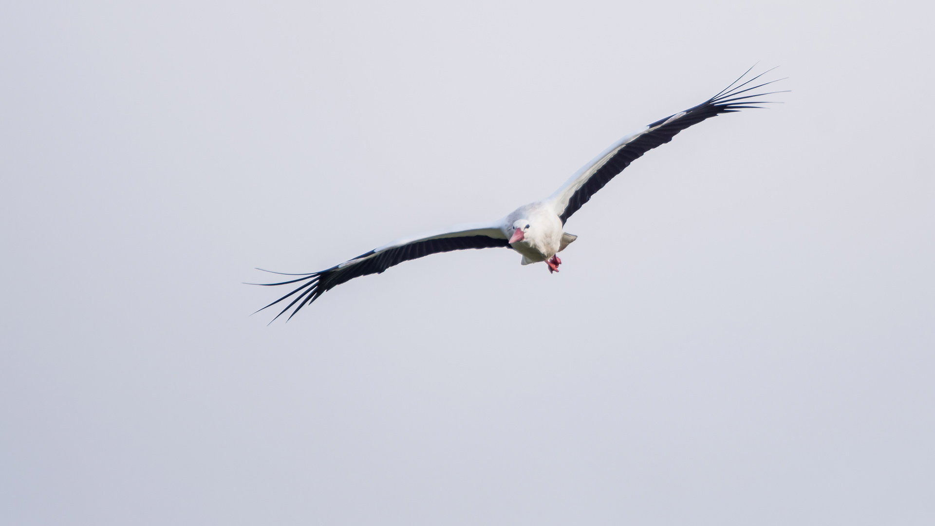 Storch im Anflug