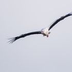 Storch im Anflug