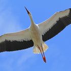 Storch im Anflug