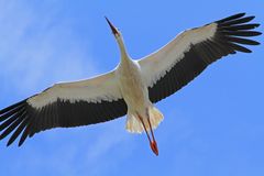 Storch im Anflug