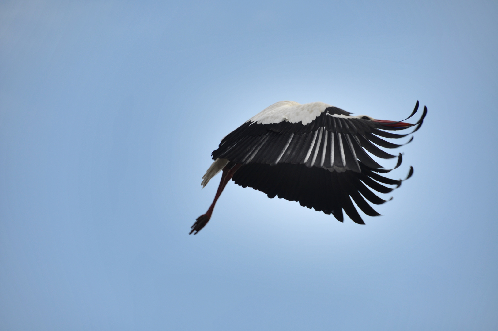 Storch im Anflug