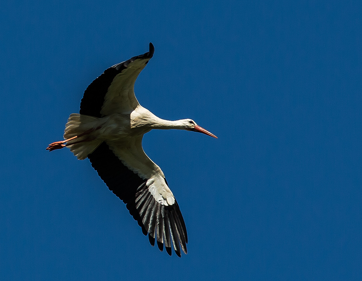 Storch im Anflug