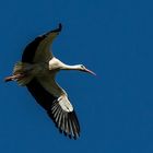 Storch im Anflug