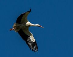 Storch im Anflug