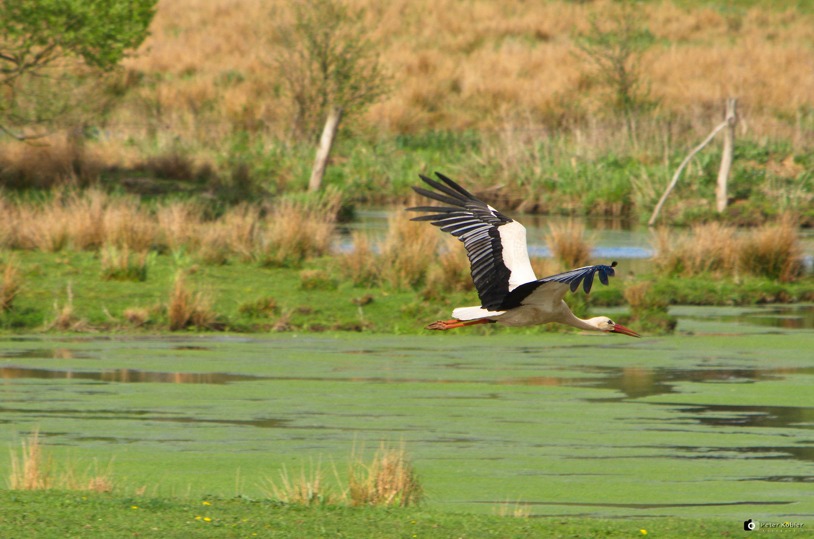 Storch im Anflug