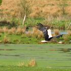 Storch im Anflug