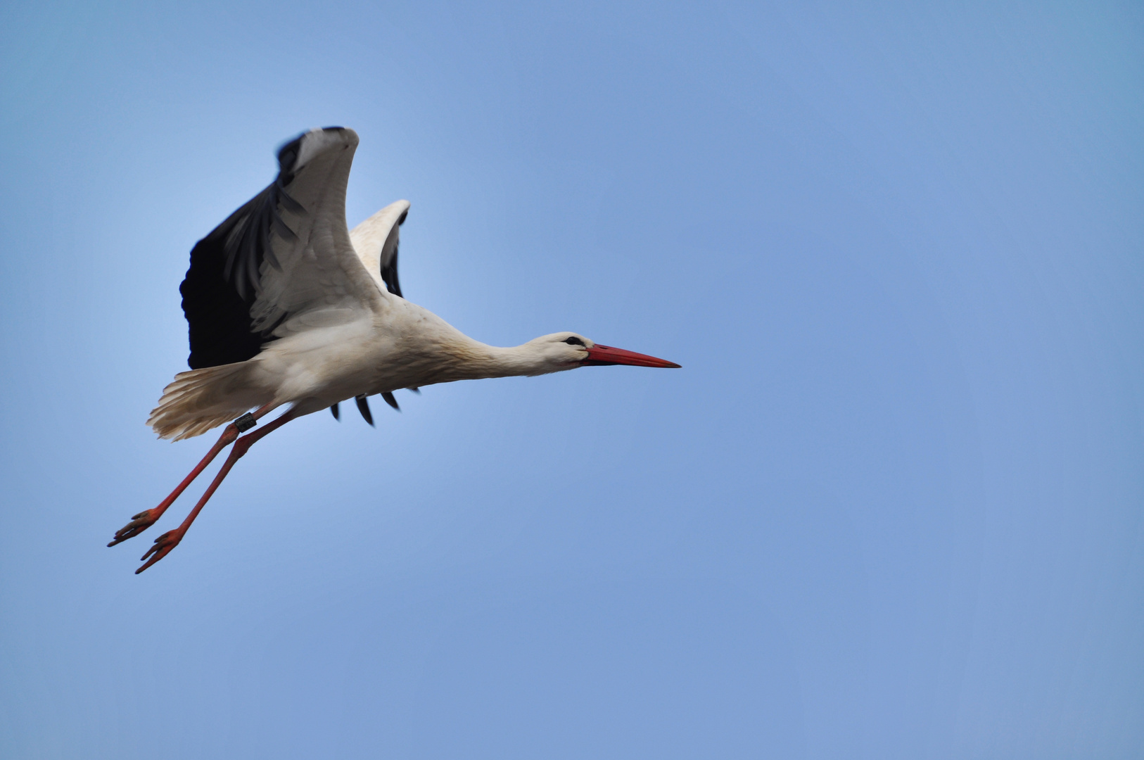 Storch im Anflug