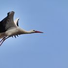 Storch im Anflug