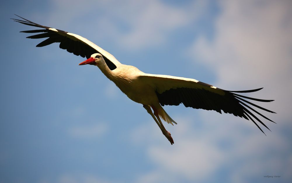 Storch im Anflug