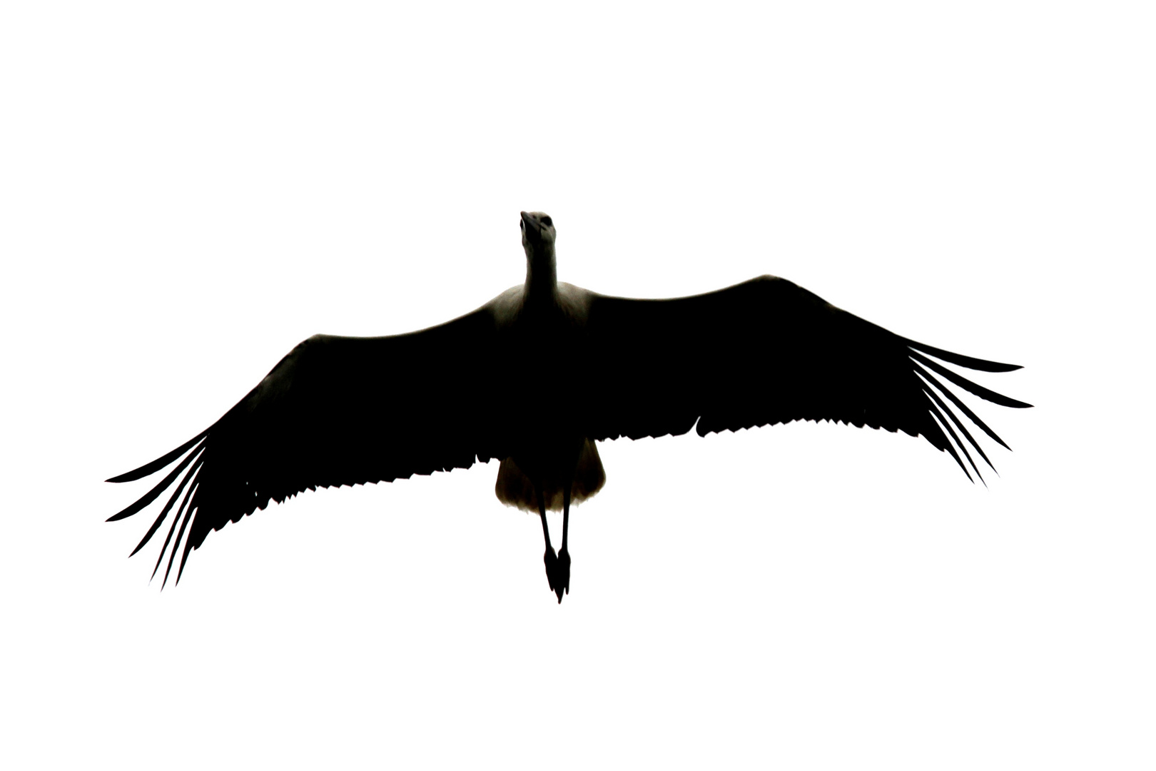 Storch im Anflug