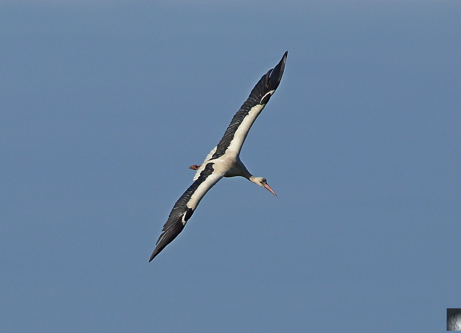 Storch im Anflug