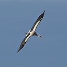 Storch im Anflug