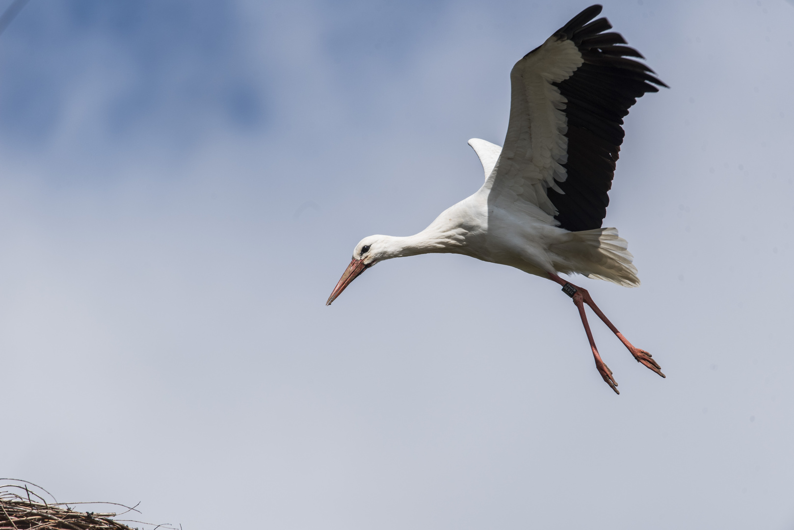 Storch im Anflug