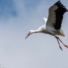 Storch im Anflug