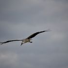 Storch im Anflug