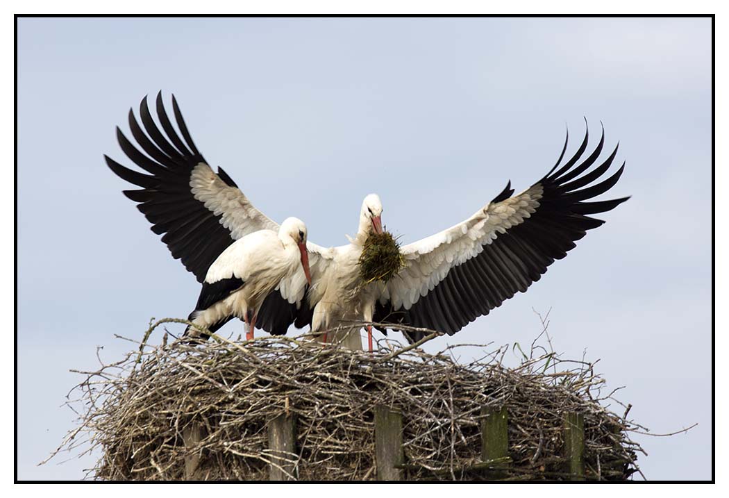 Storch im Anflug mit Nistmatererial