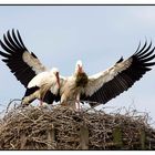 Storch im Anflug mit Nistmatererial