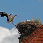 Storch im Anflug zu den Storchenkinder