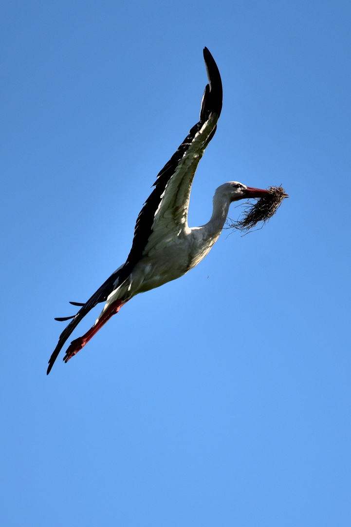 Storch im Anflug zum Nest