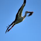 Storch im Anflug zum Nest