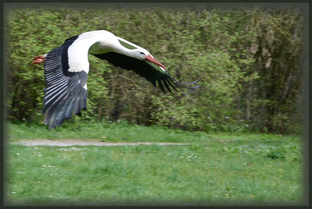 Storch im Anfulg