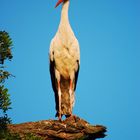 Storch im Baum