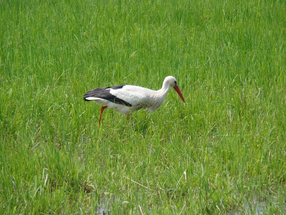 Storch im bingenheimer Ried 1 by Monika Wegner 