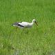 Storch im bingenheimer Ried 1