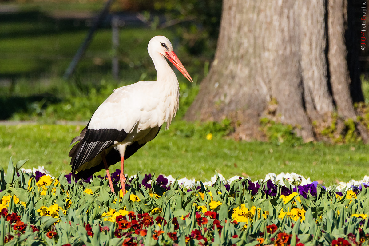 Storch im Blumenbeet