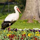 Storch im Blumenbeet