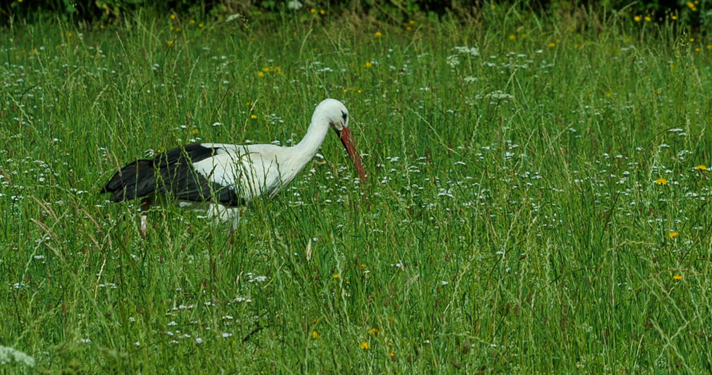 Storch im Bruch auf Futtersuche