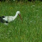 Storch im Bruch auf Futtersuche