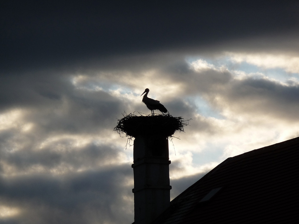 Storch im Burgenland