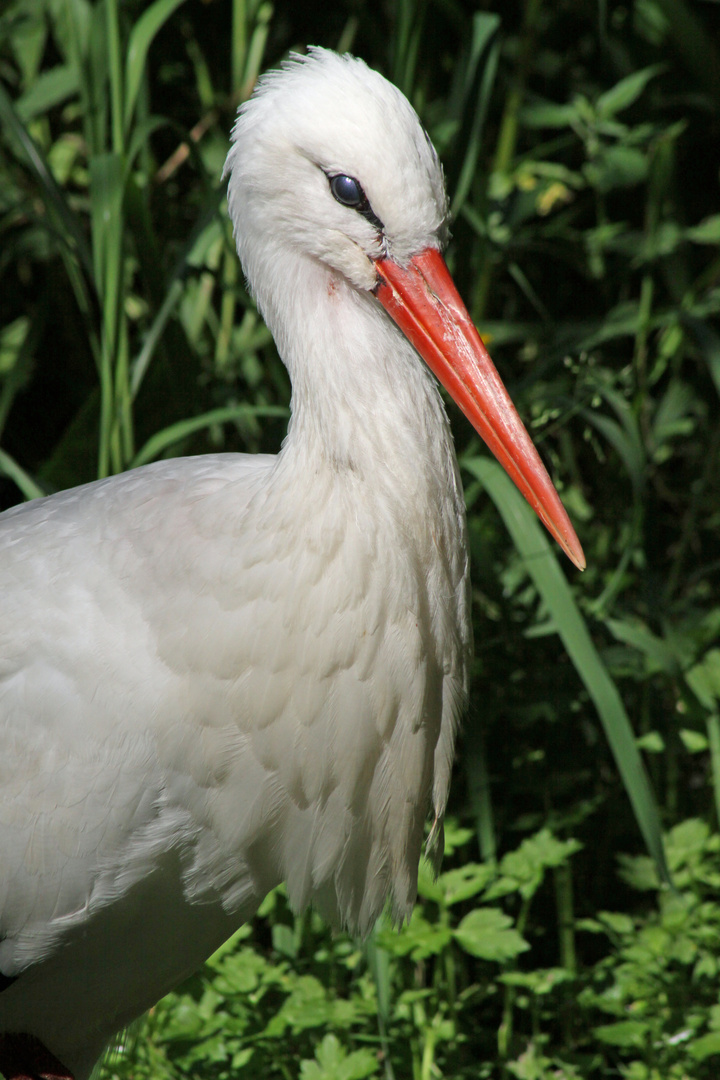 Storch im Busch