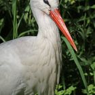 Storch im Busch