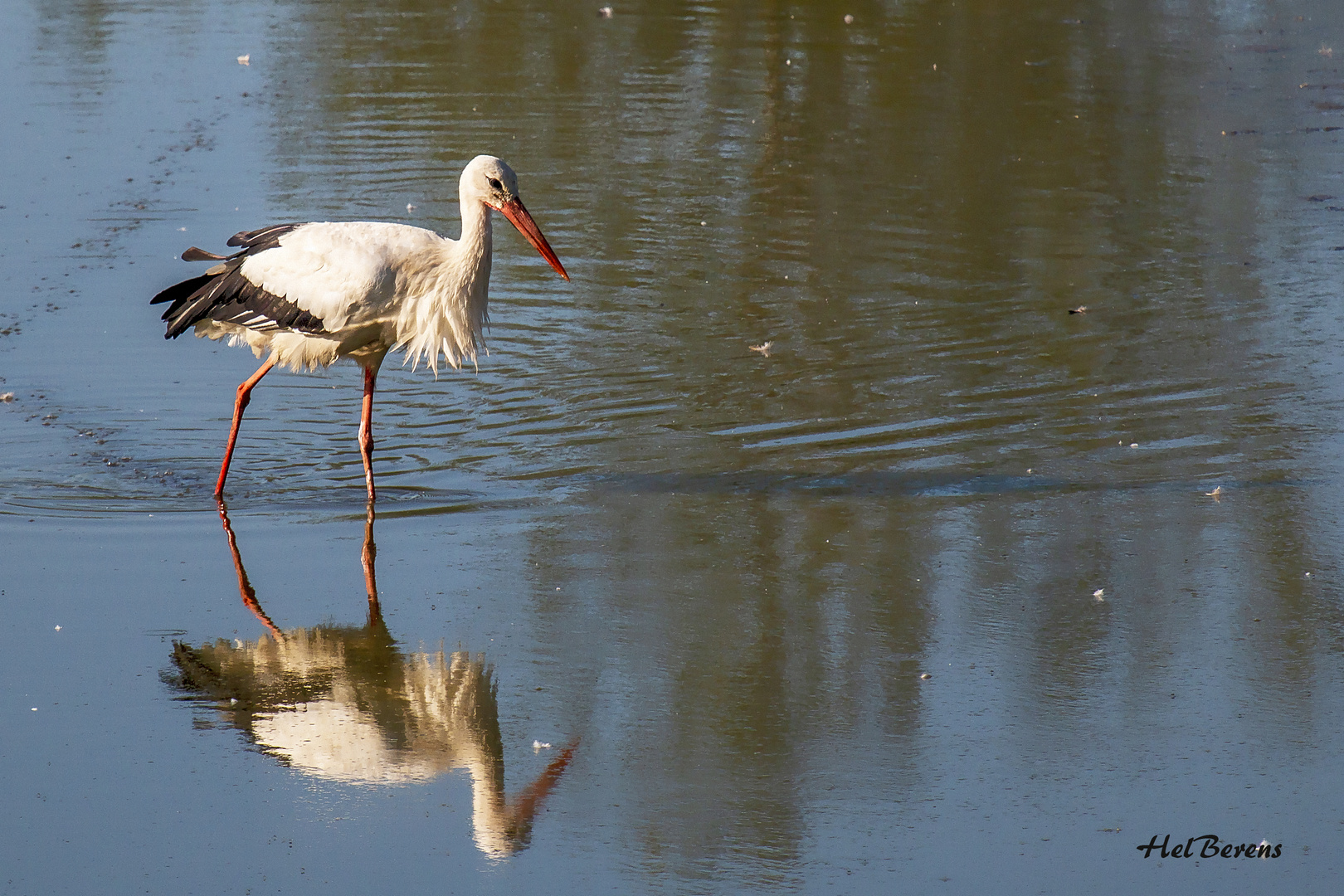 Storch im Disselmersch