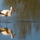 Storch im Disselmersch