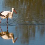 Storch im Disselmersch