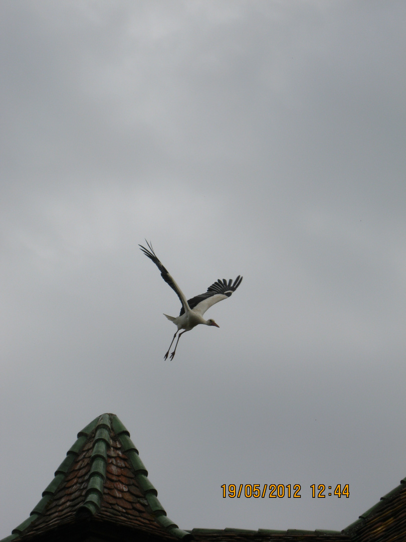 Storch im Elsaß