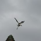 Storch im Elsaß